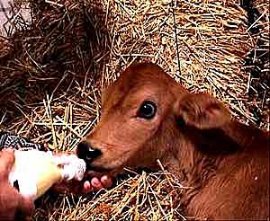 Primer bovino clonado