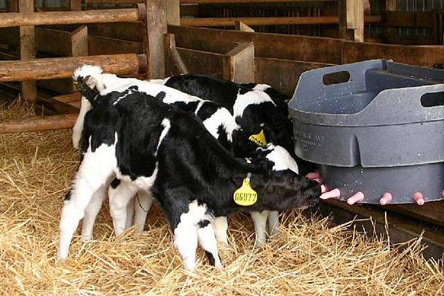 Estadounidense  Neal First