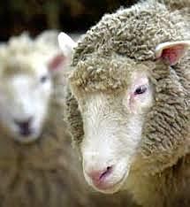 La oveja Dolly