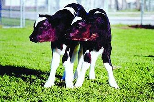 El nacimiento de George y Charlie