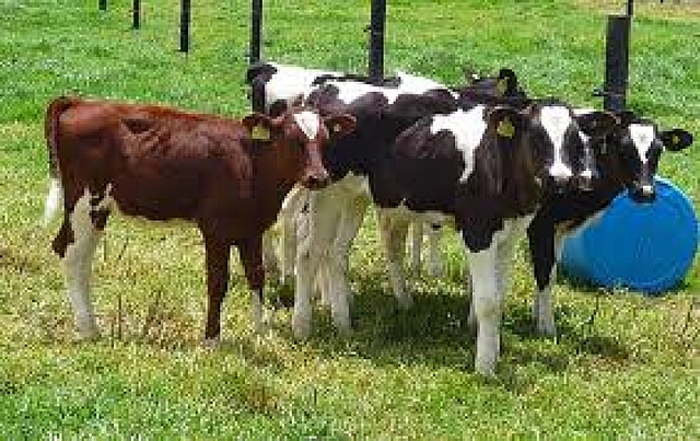 Terneras Transgénicas