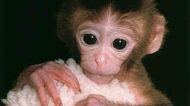 La primera clonación de un mono rhesus