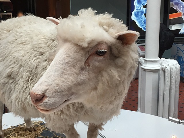 Oveja Dolly