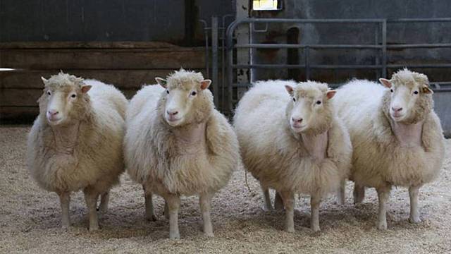 Clonacion de la primera oveja