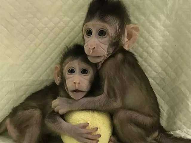 Primates