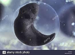 Primer intento de clonacion