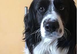 Mi  primer perro que duro mas