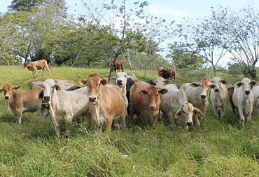 La Tierra y el Ganadería