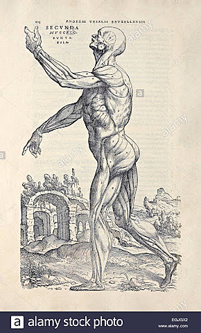 De Humanis corporis fabrica