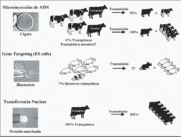 terneras transgenicas
