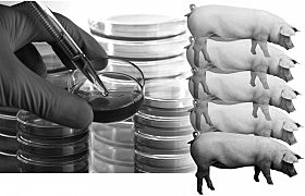 clonacion de cerdos en extincion