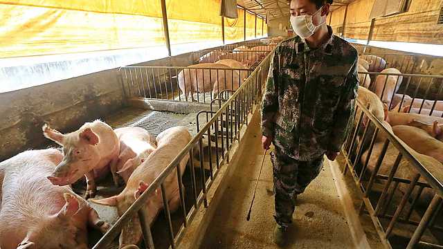 SÍNTOMAS DE LA GRIPE PORCINA