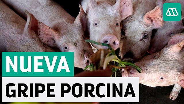 MUERTES POR LA  GRIPE PORCINA