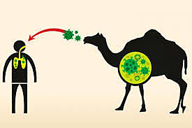 TRATAMIENTO PARA LA  MERS