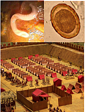 Antigüedad de la Parasitología Siglo 1 A.C