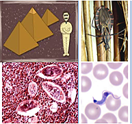 Inicios de la Parasitología