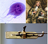 ANTON VAN LEEUWENHOEK año 1632-1723