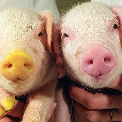 Timeline: Historia de la clonación