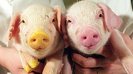 Timeline: Historia de la clonación