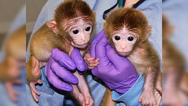 equipo de investigadores del Centro de Primates de Beaverton (Oregon, oeste de Estados Unidos)