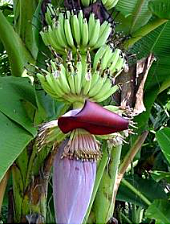Banana cultivation spreads