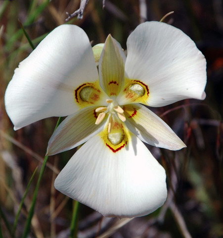 Sego Lily becomes the State Flower