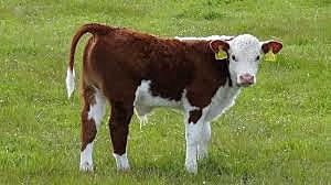 CLONACION DE 4 TERNEROS