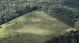 Timeline: "CAMBIOS QUE RECIBIÓ LA SELVA EN LOS ÚLTIMOS 20 AÑOS"