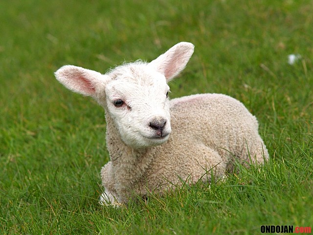 EXPERIMENTO  EMBRIÓN DE CORDERO