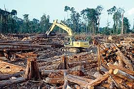 "MINERÍA Y DEFORESTACIÓN"