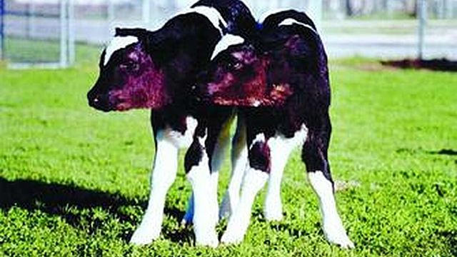 TERNEROS TRANSGENICOS CLONADOS