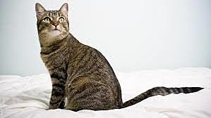 PRIMERA MASCOTA CLONADA