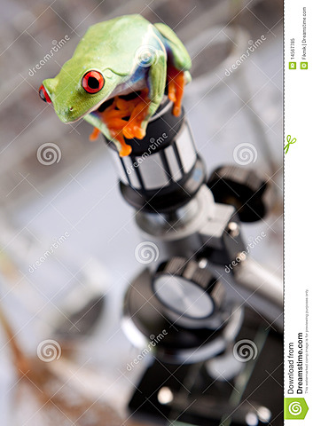 Primera clonación en el mundo animal