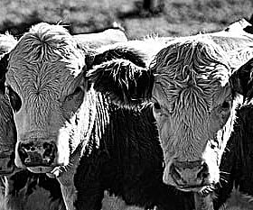 Las dos terneras clonadas Megan y Morgan