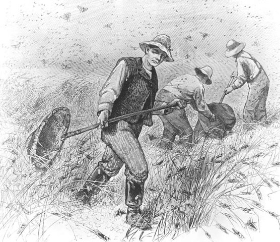 Grasshopper plagues endanger crops