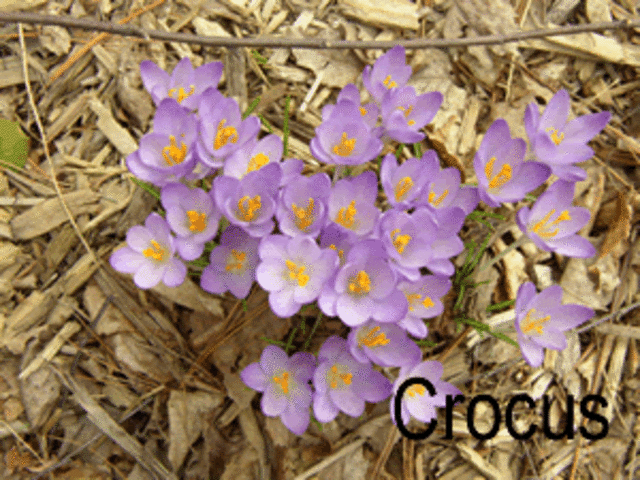 Crocus