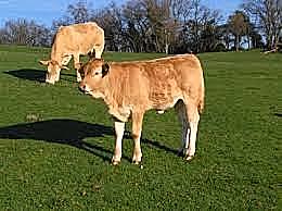 Otra clonación exitosa