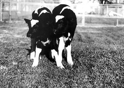 Los primeros terneros transgenicos