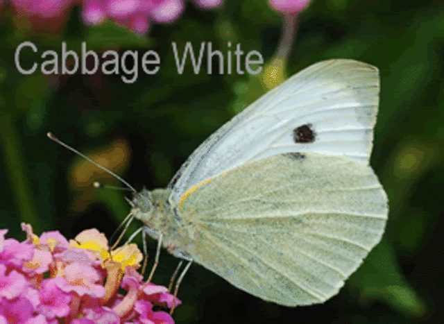 Cabbage white butterfly