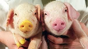 clonacion de 5 cerdos