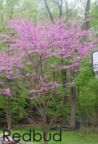 Redbud