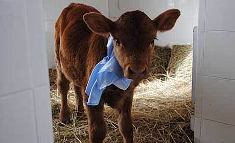 nacimiento de la primera ternera clonada