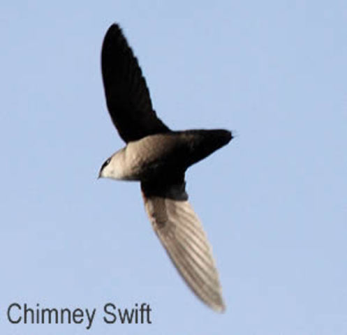 Chimney swifts