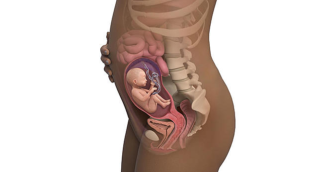 Important Milestone #2 (24 Weeks)