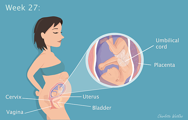 Important Milestone #3 (27 Weeks)