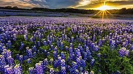 Timeline: Texas Significant events