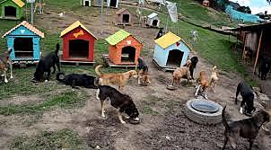 Fundación animal CatDog