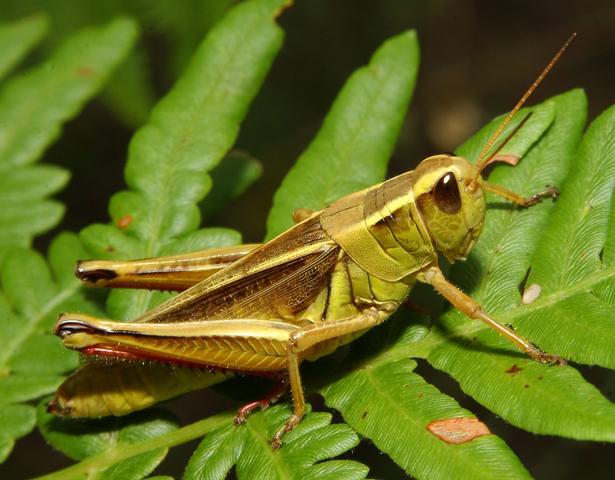 Grasshoppers endanger crops