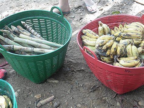 Bananas and Sugar Cane