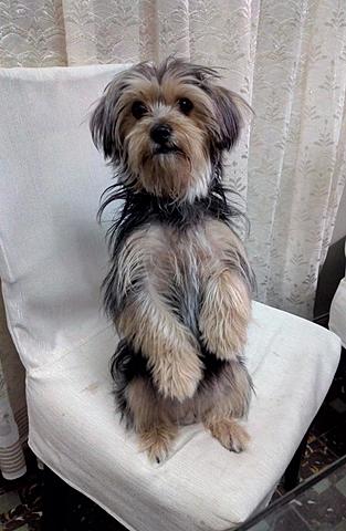 El día que conocí a mi perrita Betty